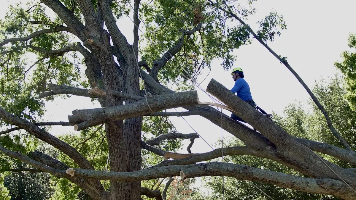 Professional Crown Thinning performed by certified arborists in Benezett