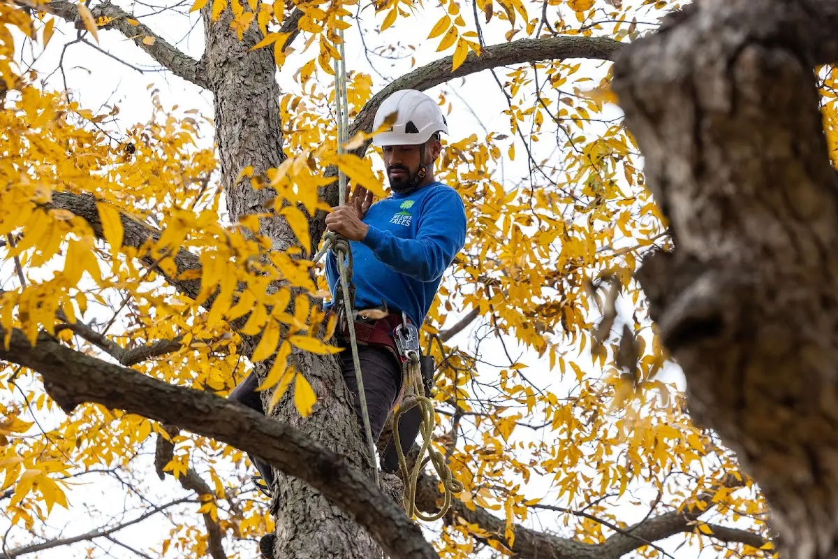 Skilled Tree Pruning crew working in Benezett
