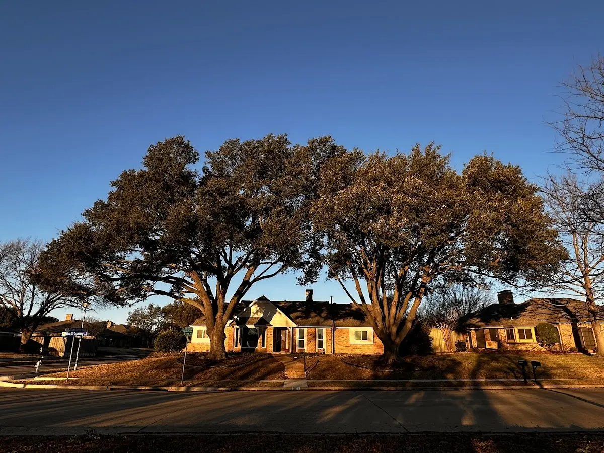 Established residential canopy tree shading a home in Benezett